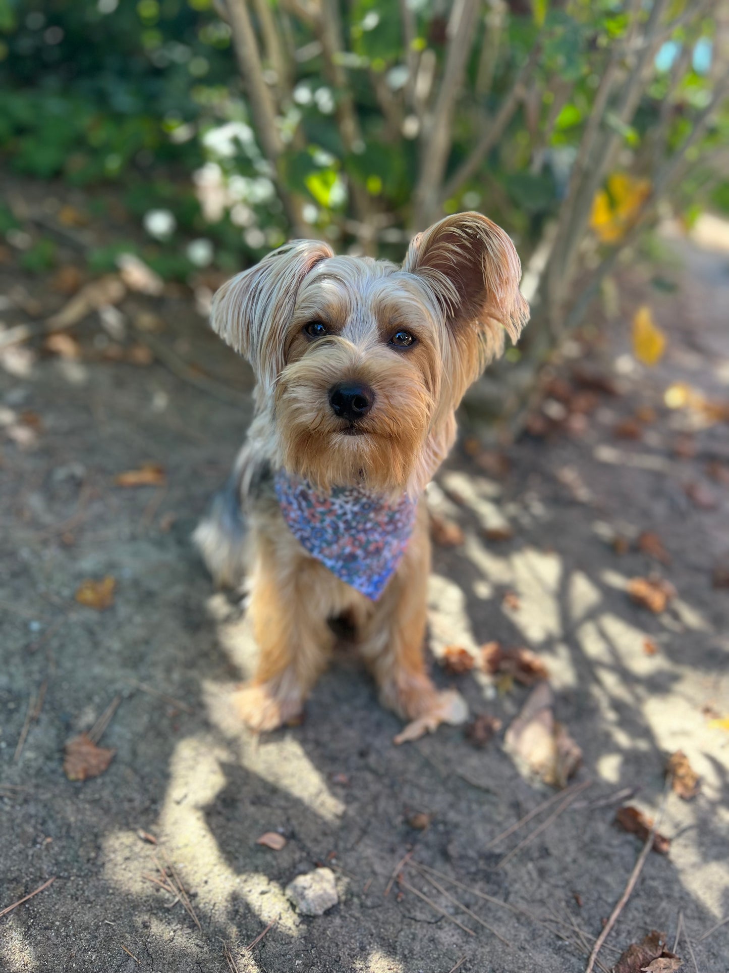 Fruit & Flowers velcro dog bandana