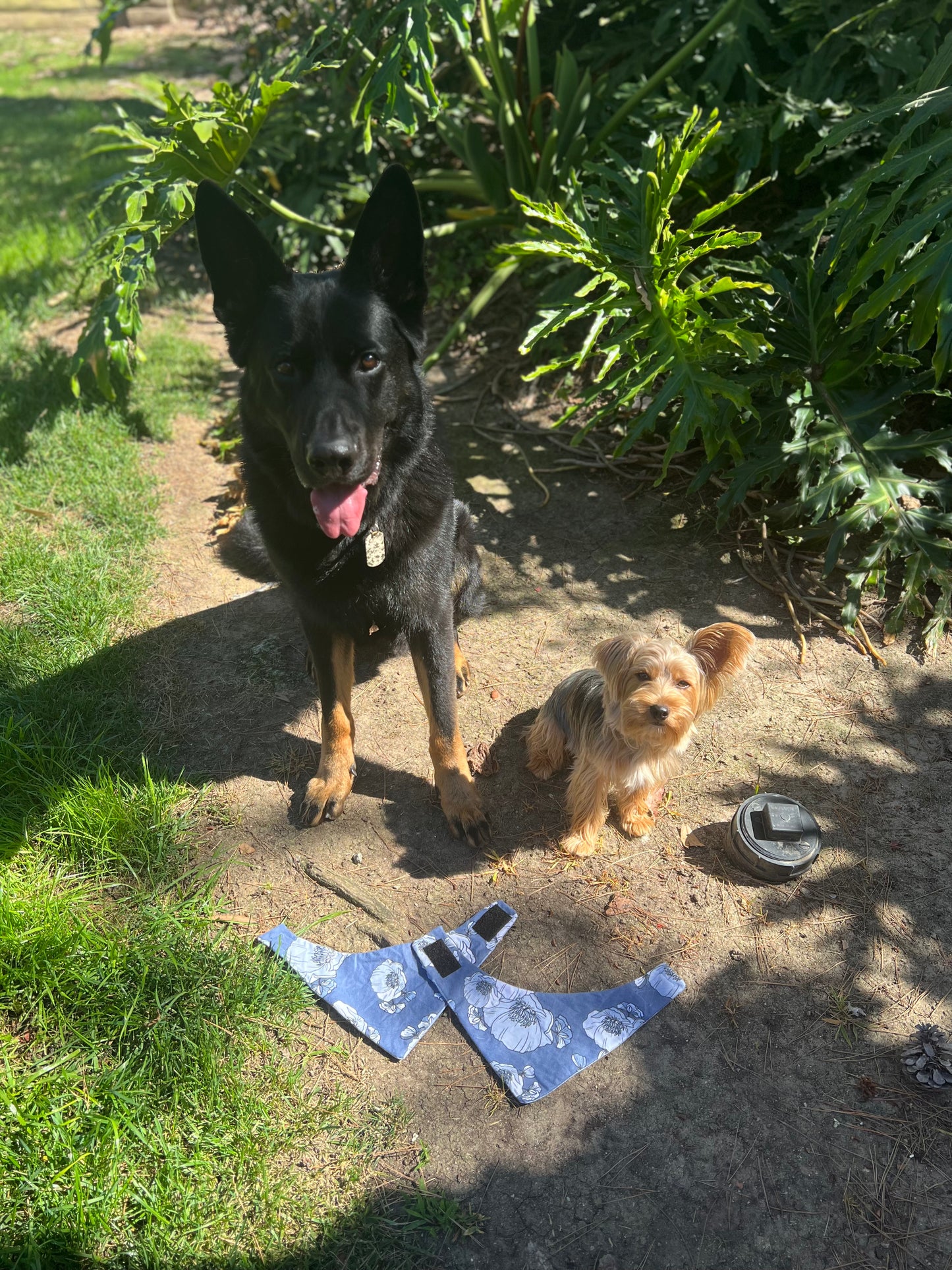 Butterflies & Flower velccro dog bandanas