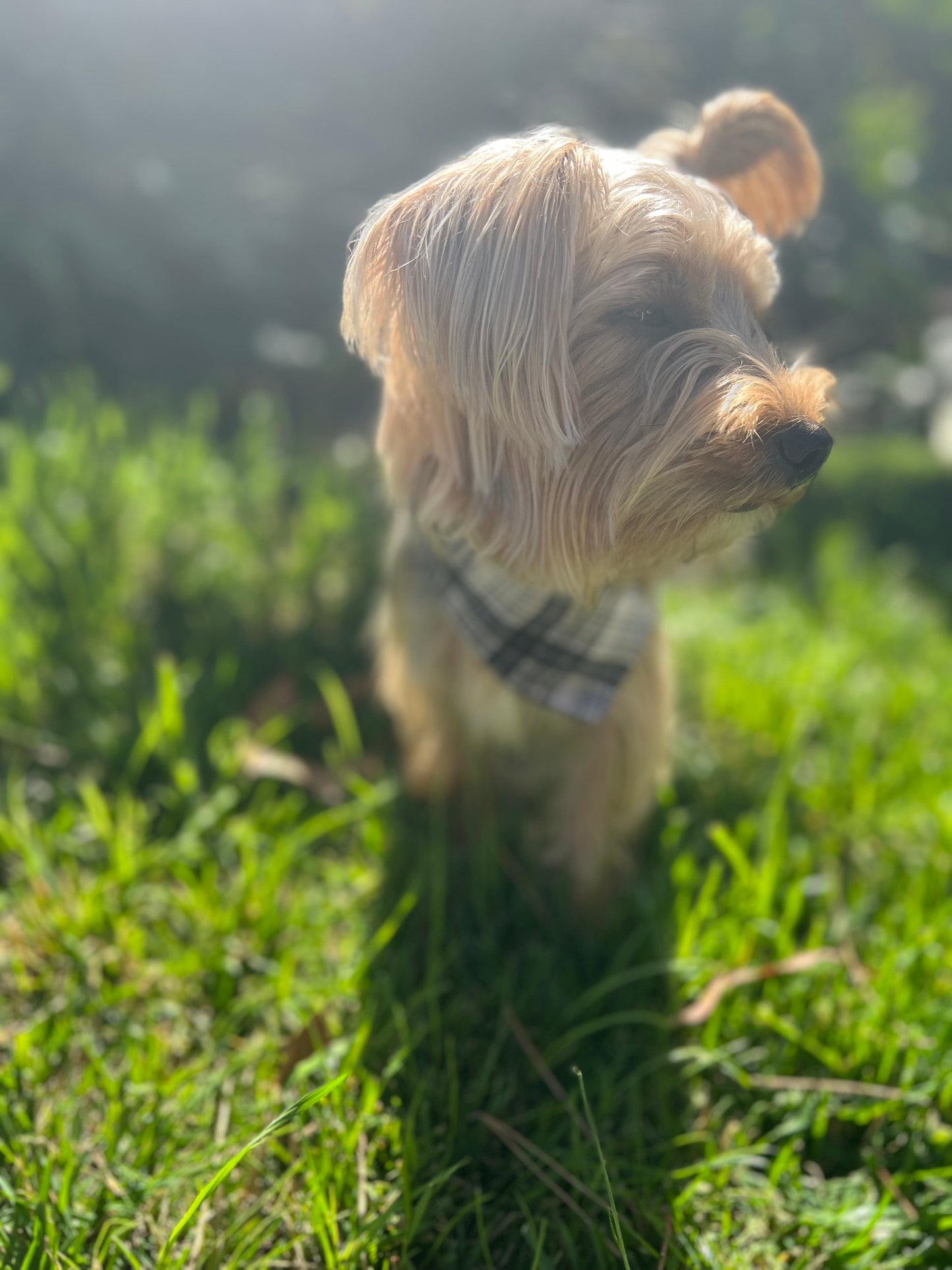 Plaid & dog bandana print velcro dog bandanas