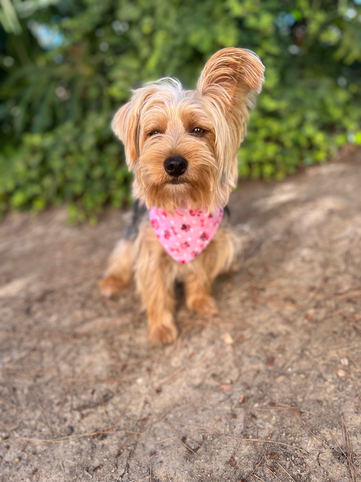 Pink paw prints & pink plaid velcro dog bandanas