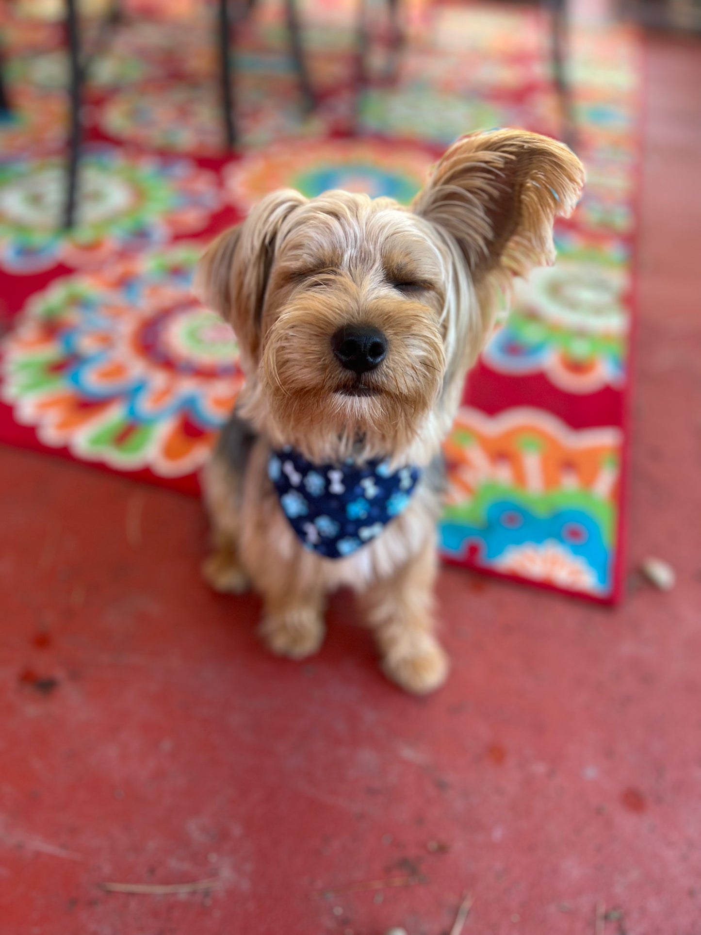 Paw print & Camo velcro dog bandana