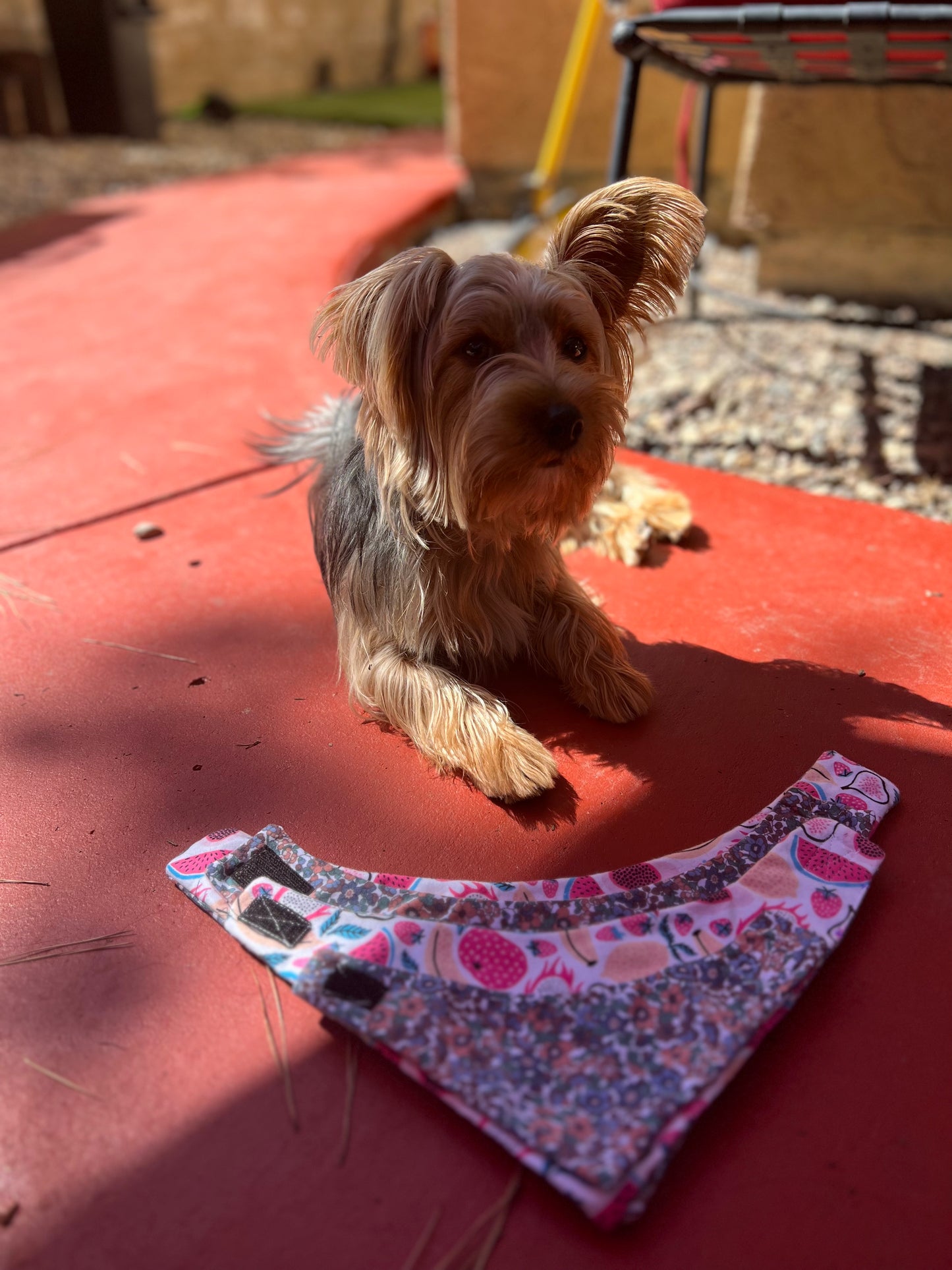 Fruit & Flowers velcro dog bandana