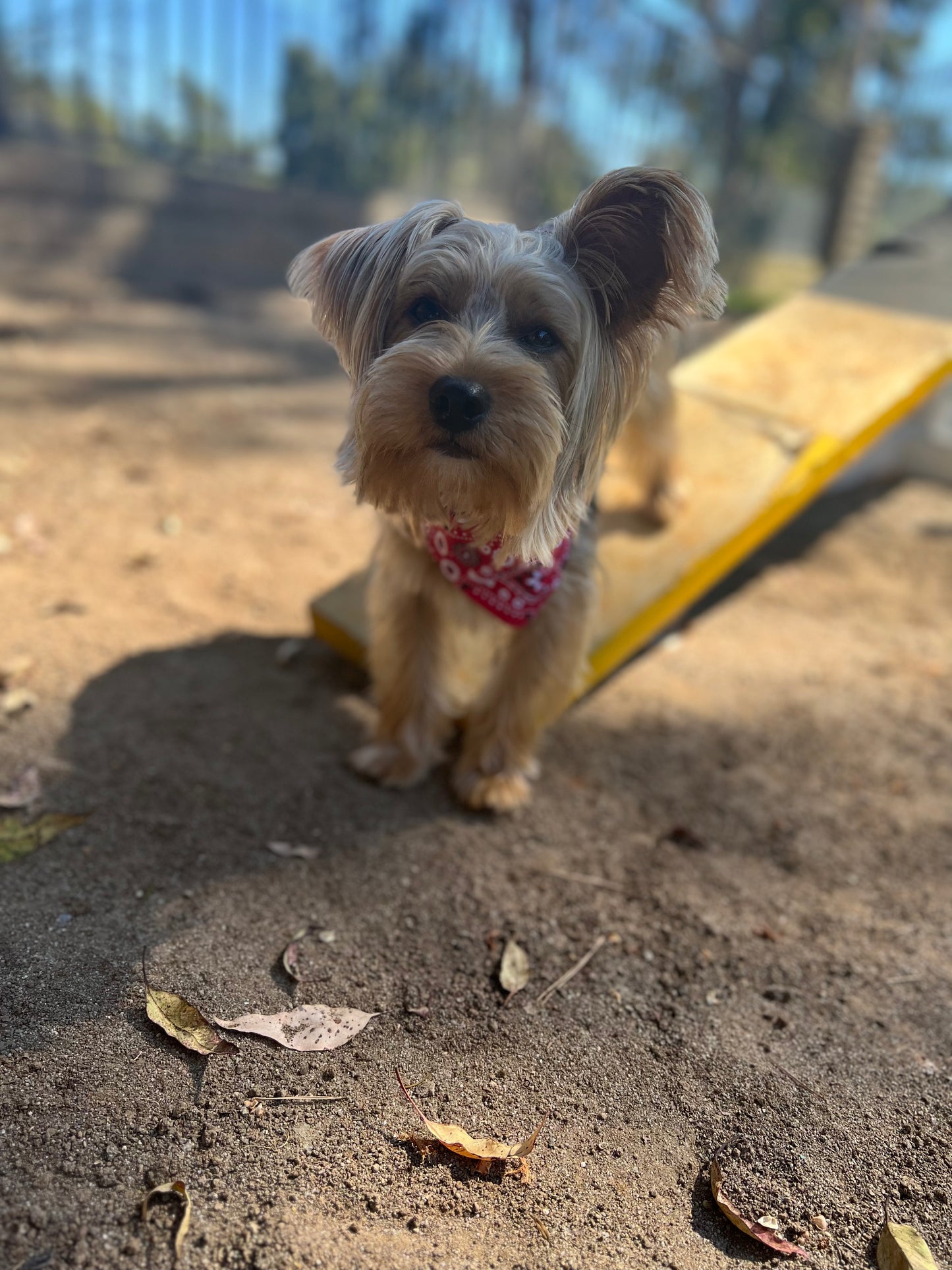Plaid & dog bandana print velcro dog bandanas