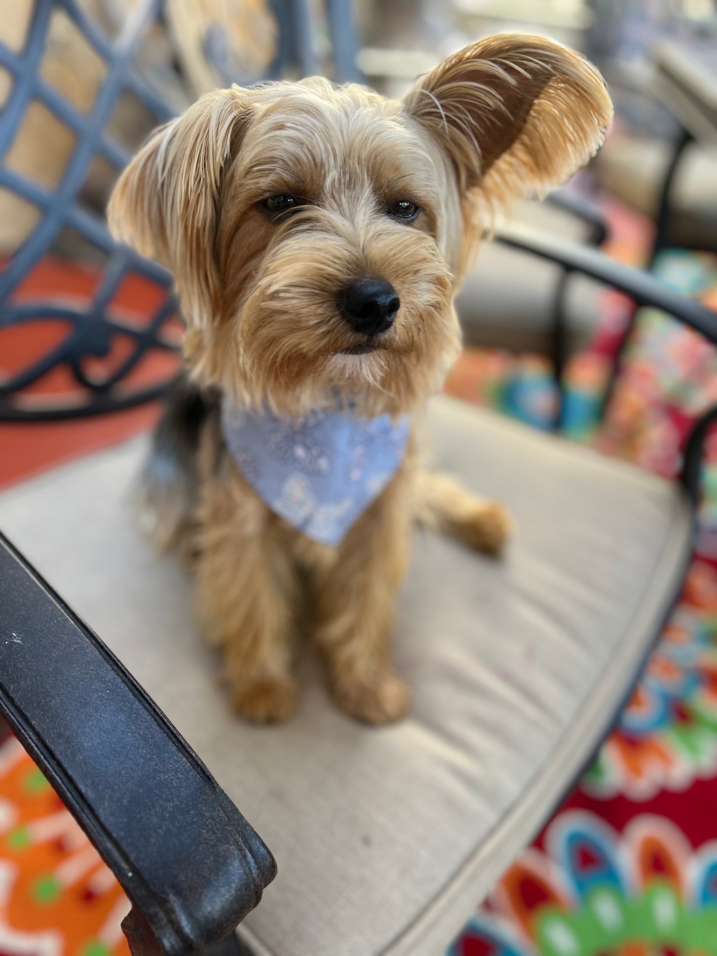 Butterflies & Flower velccro dog bandanas