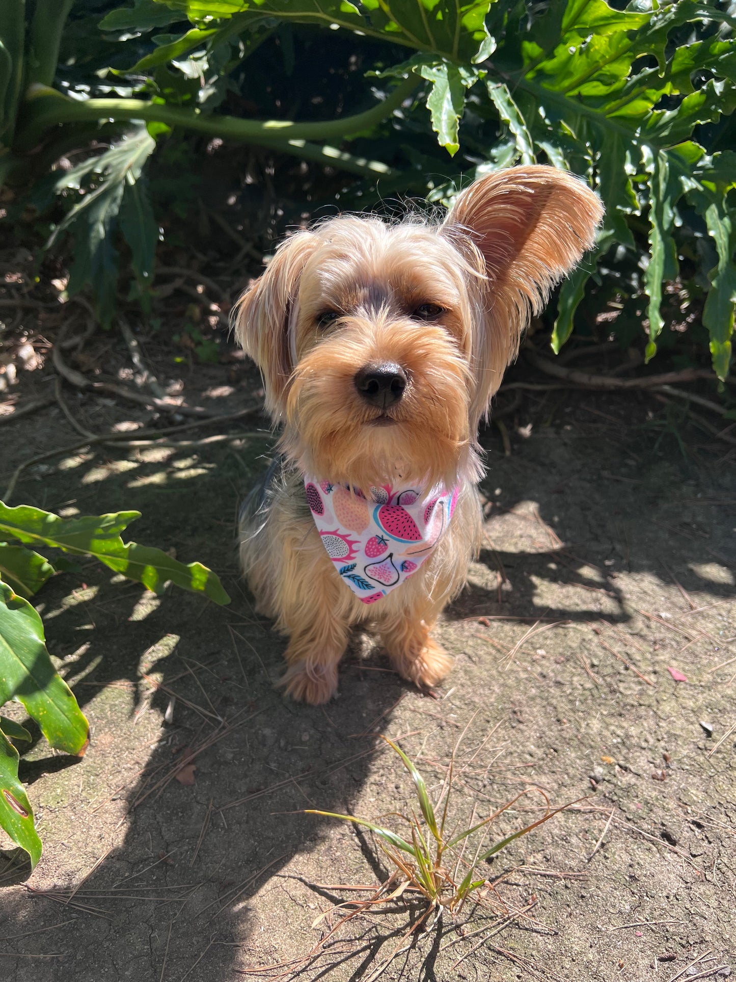 Fruit & Flowers velcro dog bandana