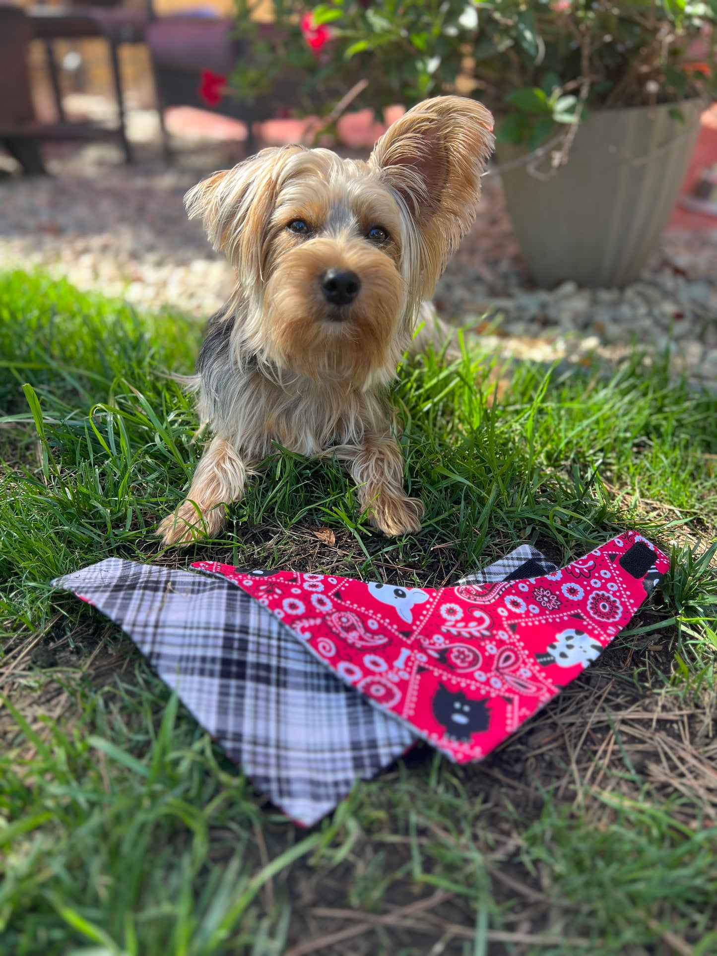 Plaid & dog bandana print velcro dog bandanas