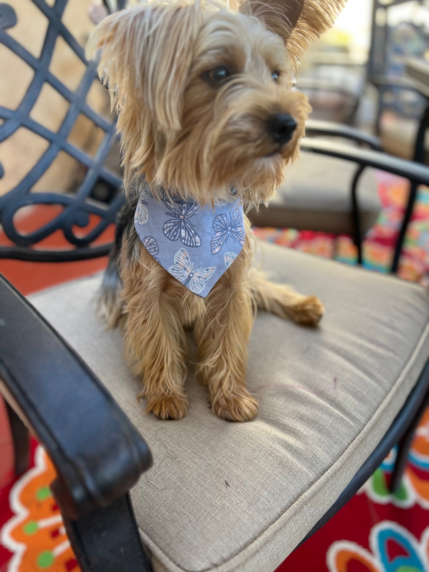 Butterflies & Flower velccro dog bandanas