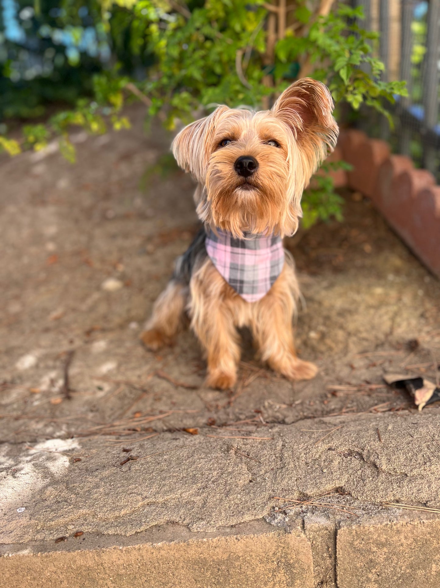 Pink paw prints & pink plaid velcro dog bandanas