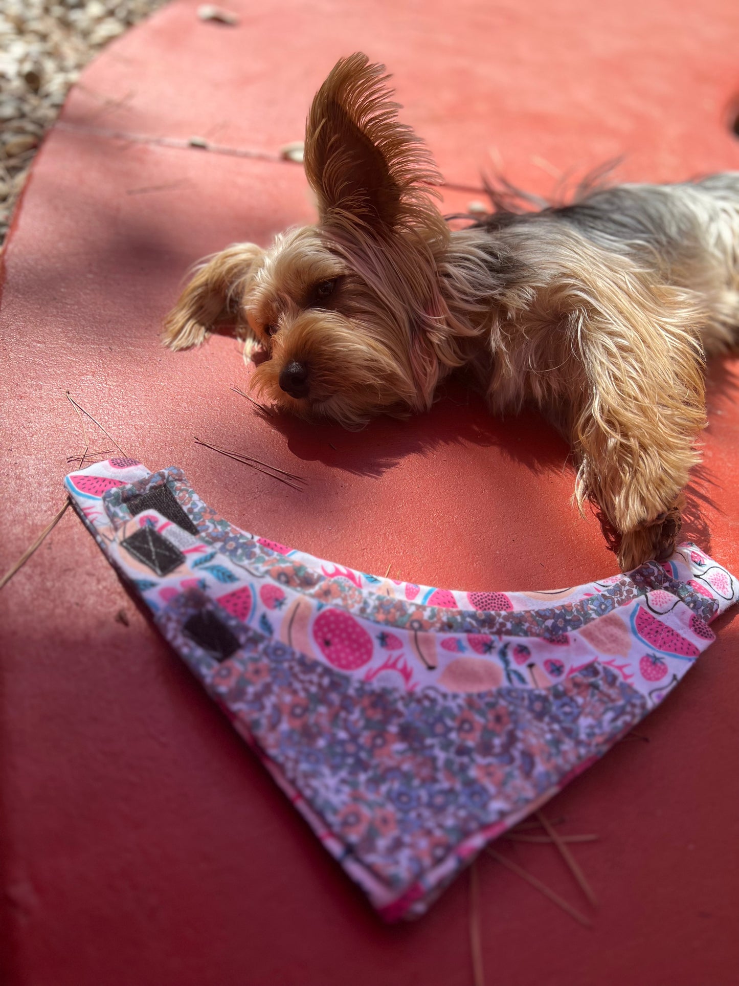 Fruit & Flowers velcro dog bandana