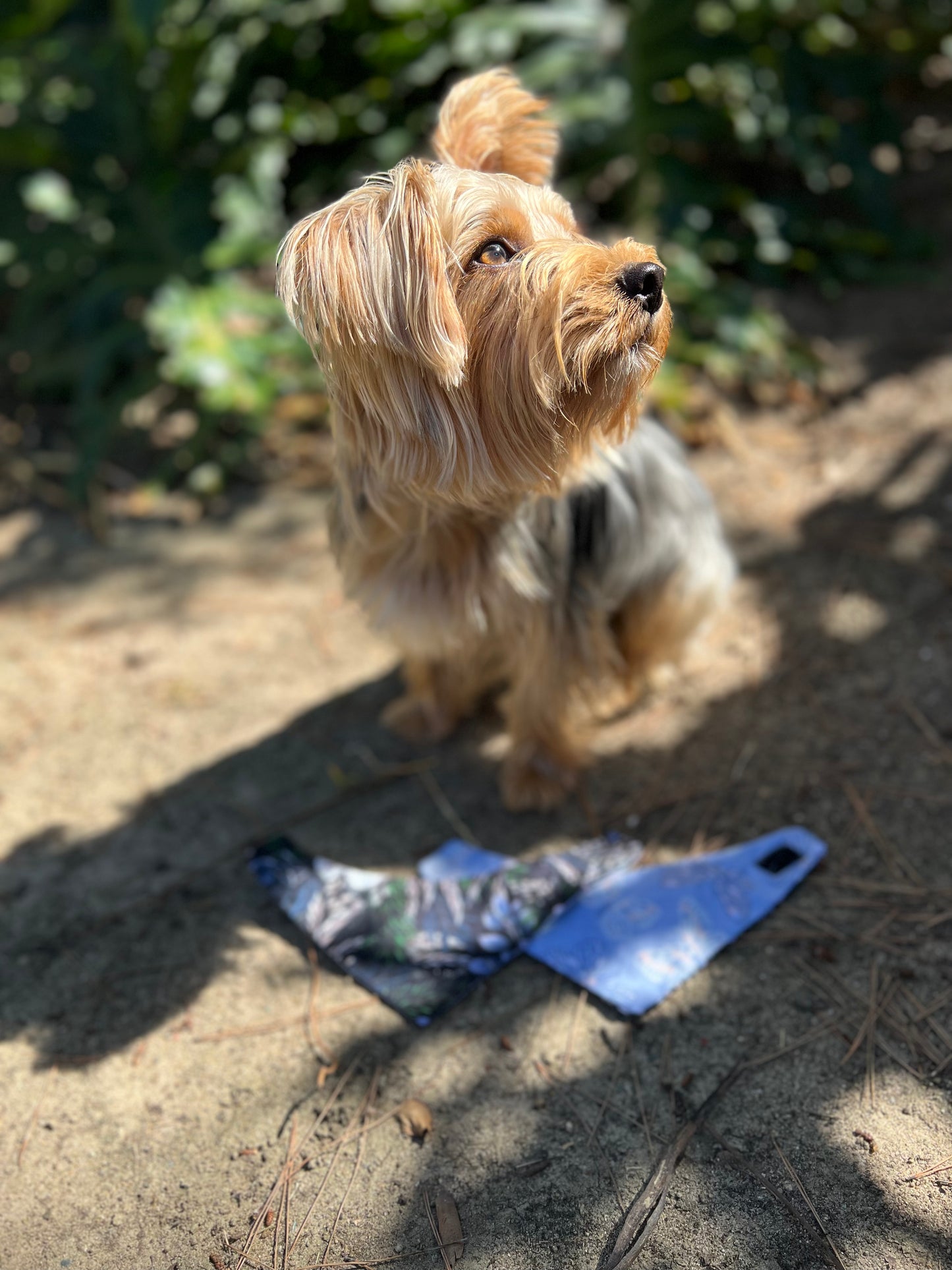 Butterflies & Flower velccro dog bandanas