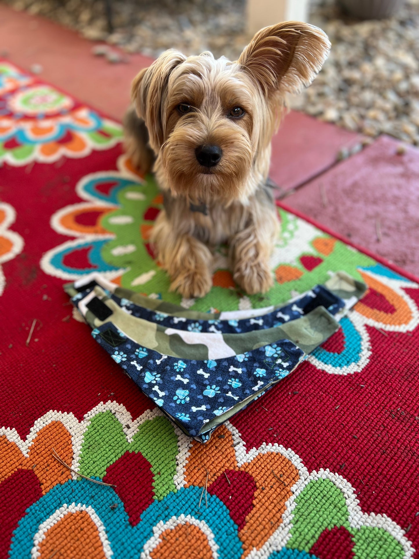 Paw print & Camo velcro dog bandana