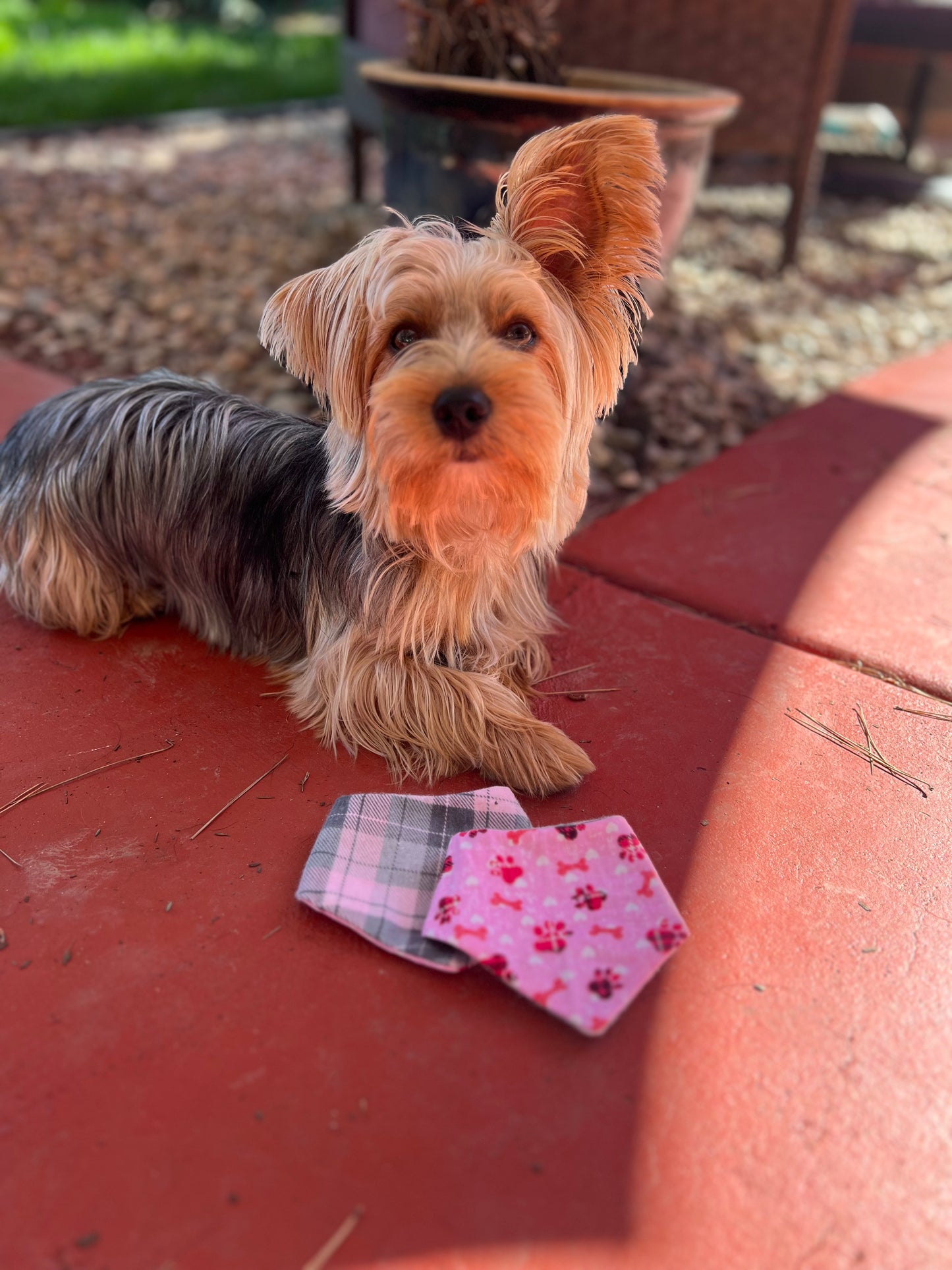 Pink paw prints & pink plaid velcro dog bandanas