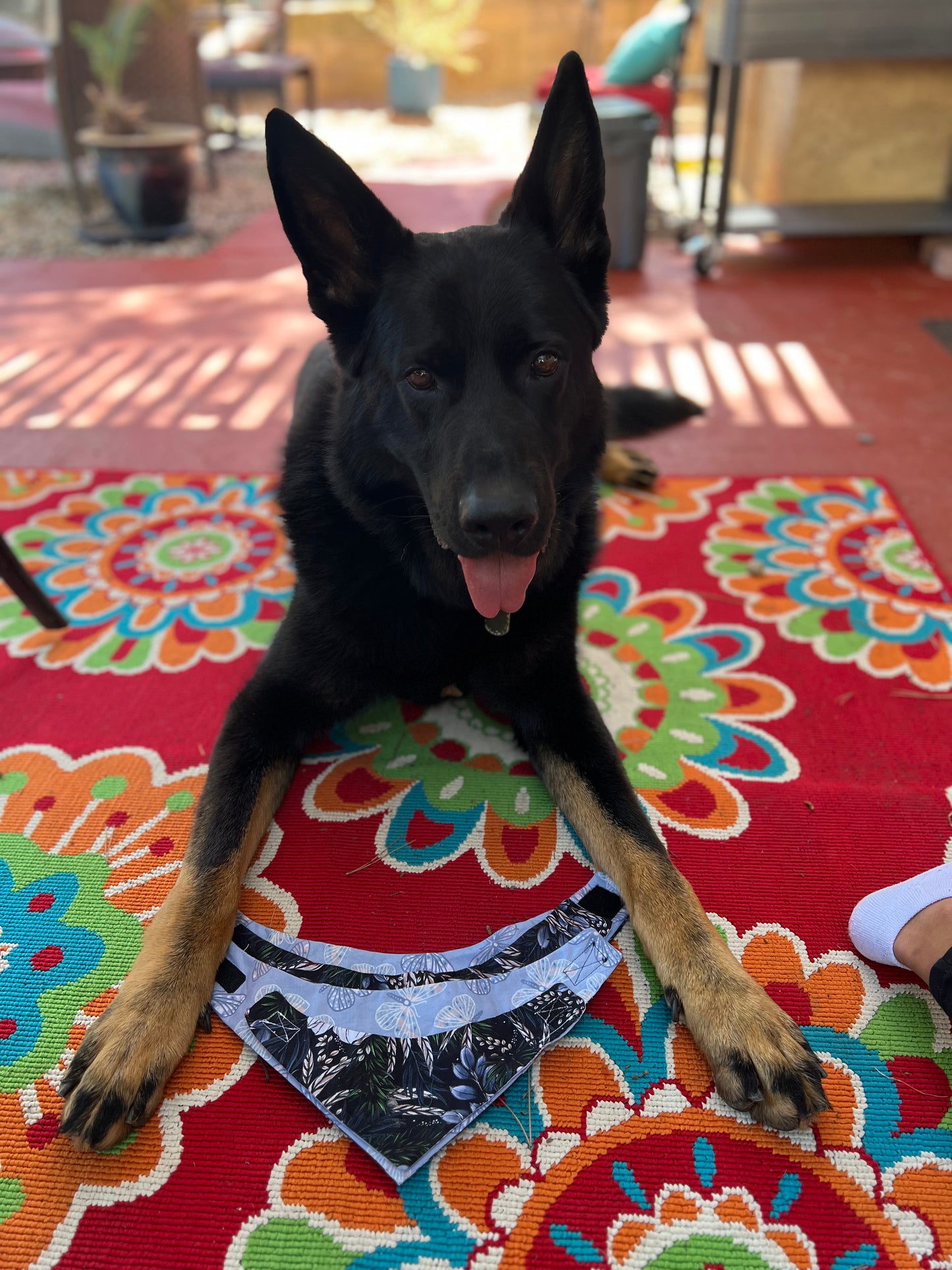 Butterflies & Flower velccro dog bandanas