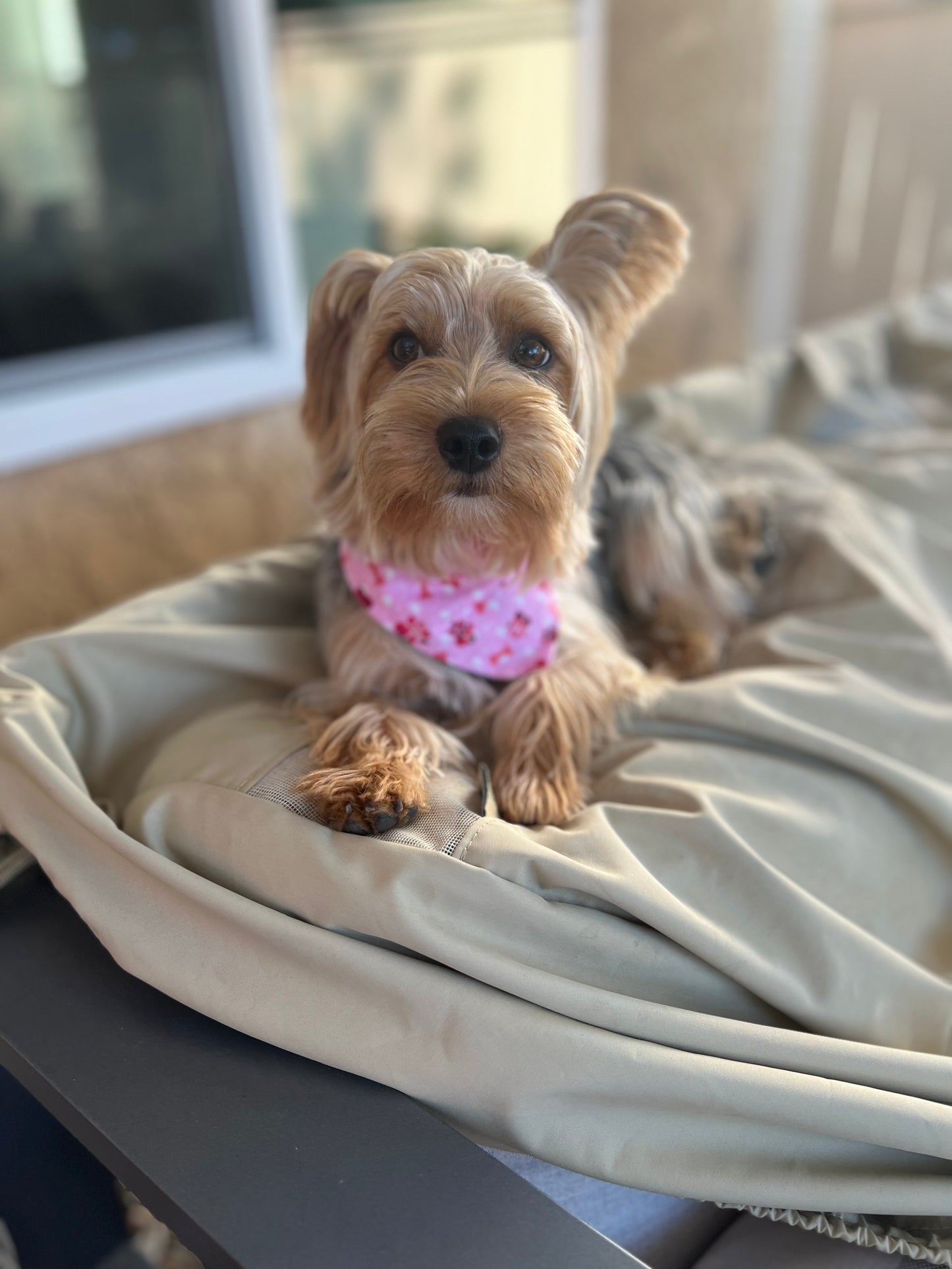 Pink paw prints & pink plaid velcro dog bandanas