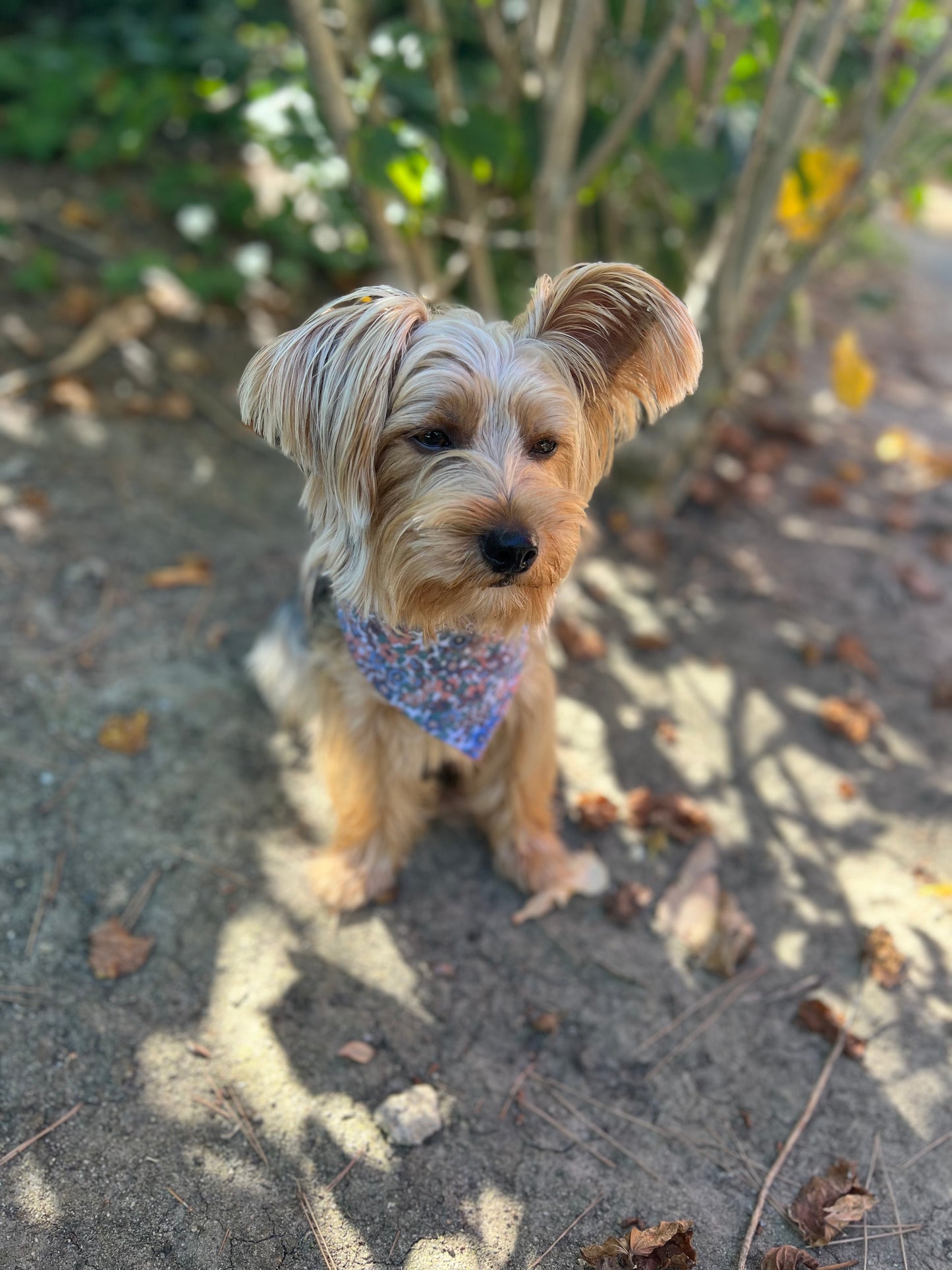 Fruit & Flowers velcro dog bandana