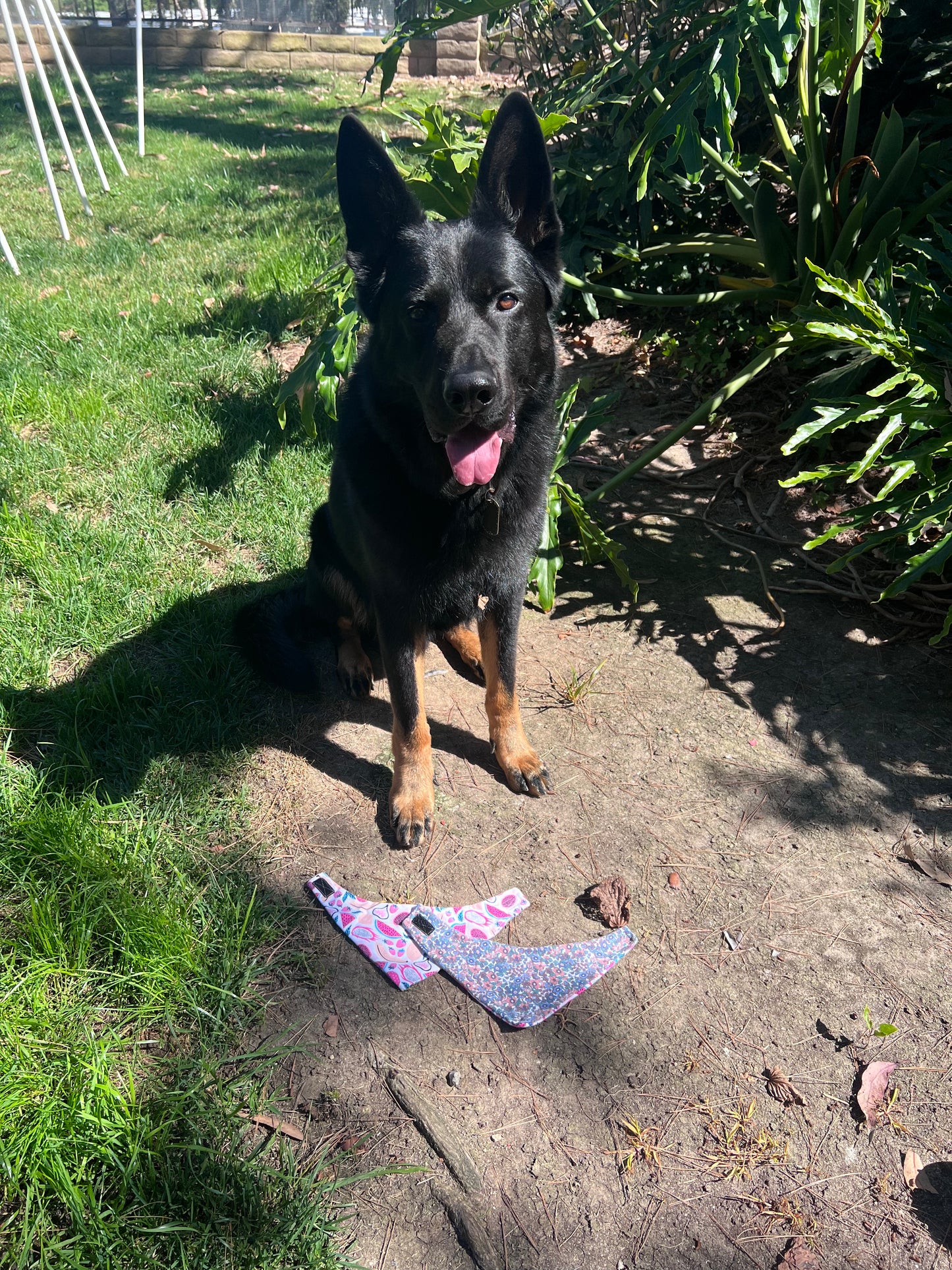 Fruit & Flowers velcro dog bandana