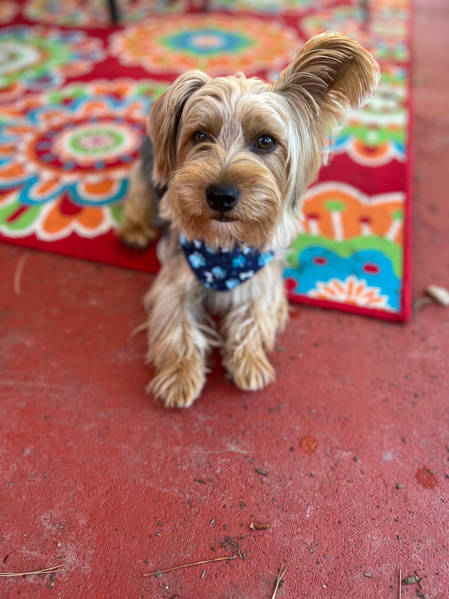 Plaid & dog bandana print velcro dog bandanas