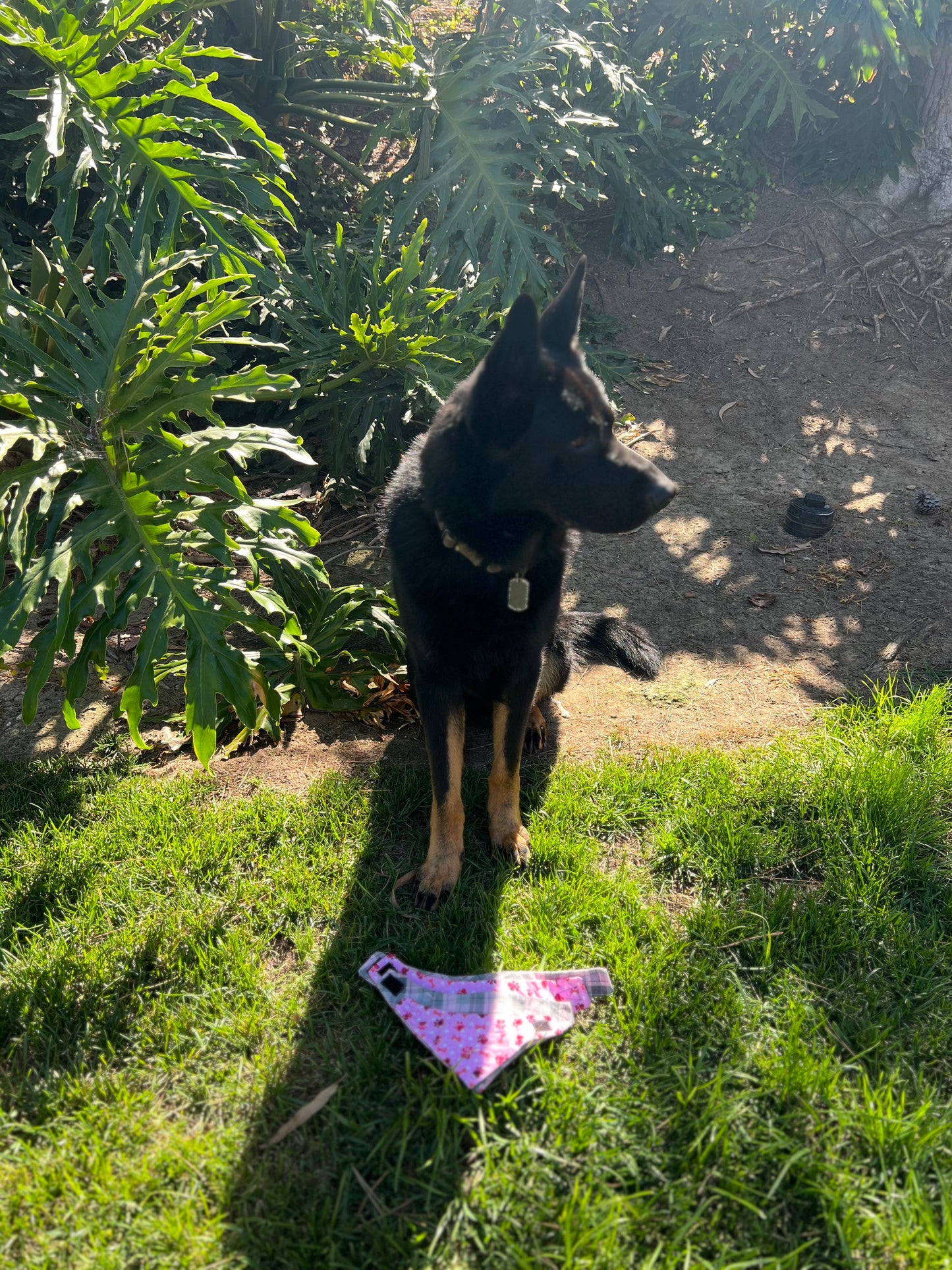 Pink paw prints & pink plaid velcro dog bandanas