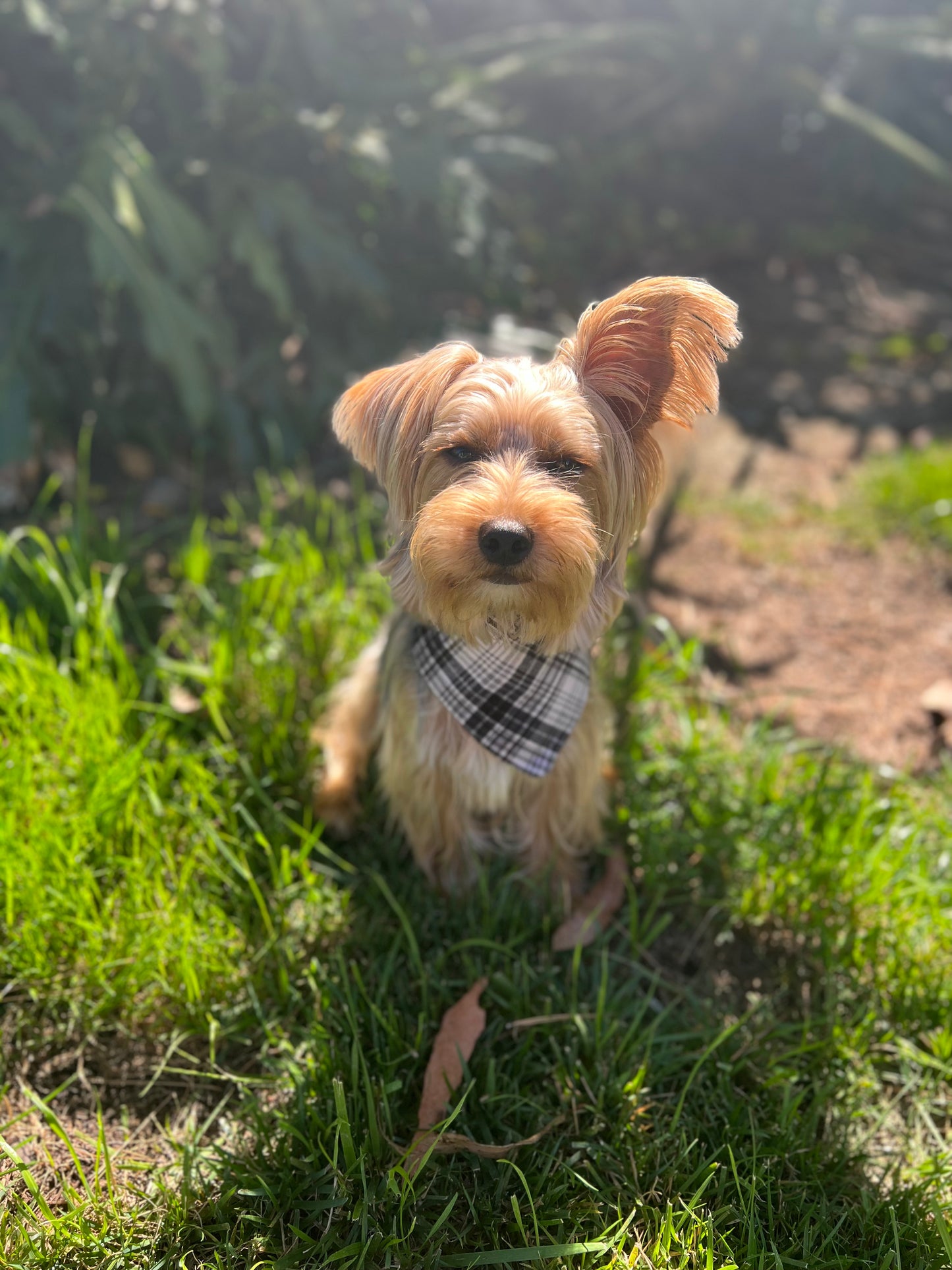 Plaid & dog bandana print velcro dog bandanas