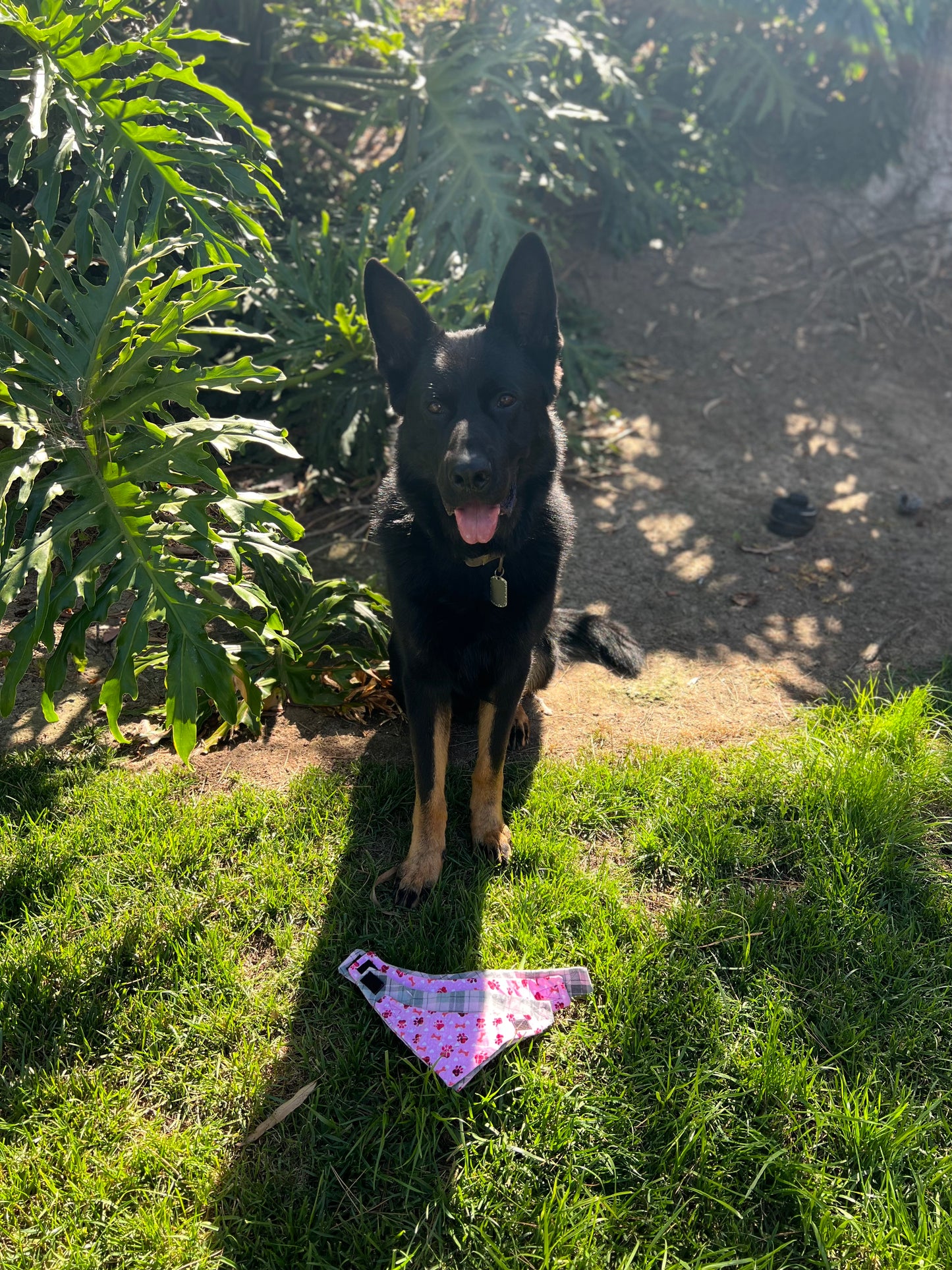 Pink paw prints & pink plaid velcro dog bandanas