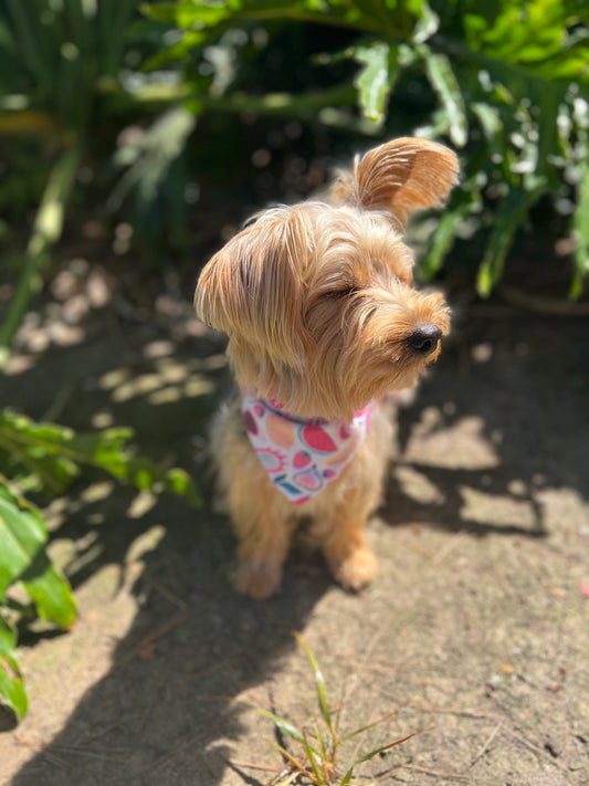 Fruit & Flowers velcro dog bandana