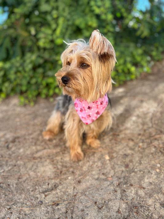 Pink paw prints & pink plaid velcro dog bandanas